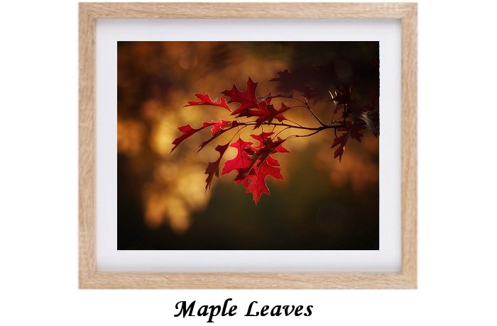 Maple Leaves In Autumn Print